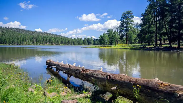 7 TOP LAKES NEAR WILLIAMS AZ FOR A RELAXING PICNIC WITH KIDS