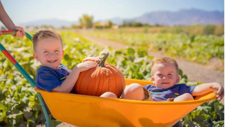 17 PUMPKIN PATCHES IN ARIZONA TO VISIT WITH YOUR KIDS