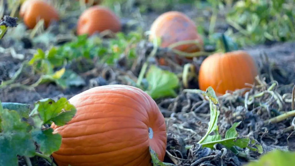 pumpkin farms in Arizona