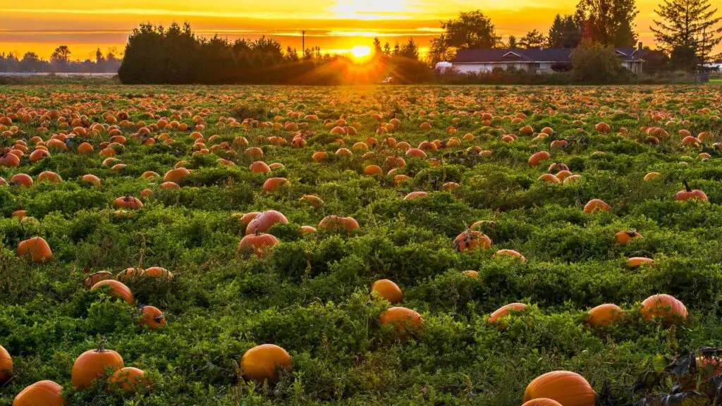 Pumpkin patches in Arizona