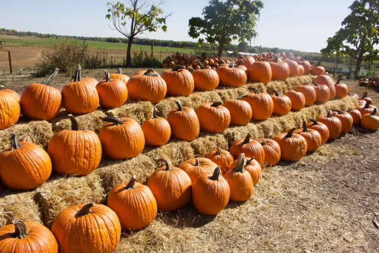 5 BEST SCOTTSDALE PUMPKIN PATCHES TO VISIT THIS FALL