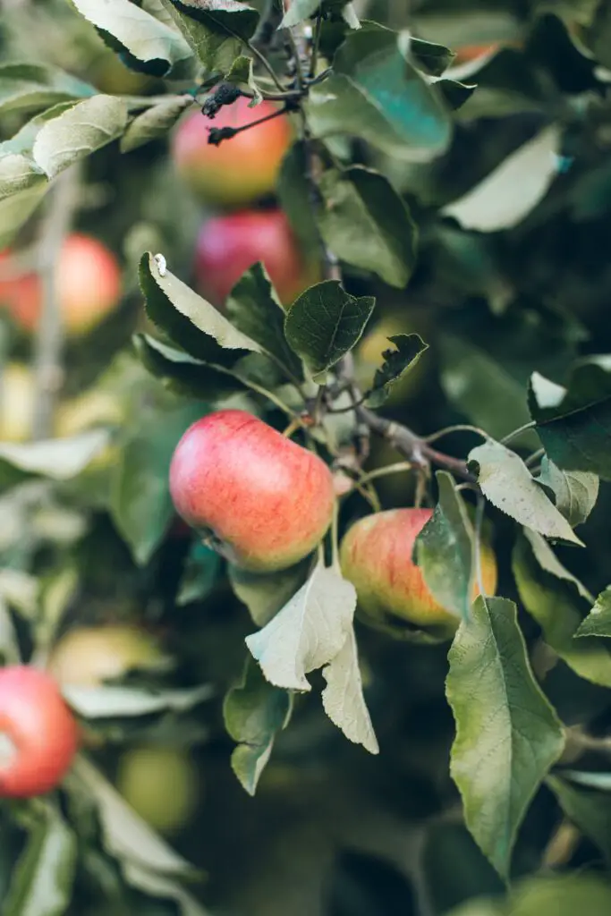 apple orchards in Arizona