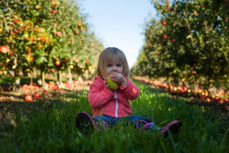 12 APPLE ORCHARDS IN ARIZONA To VISIT THIS FALL