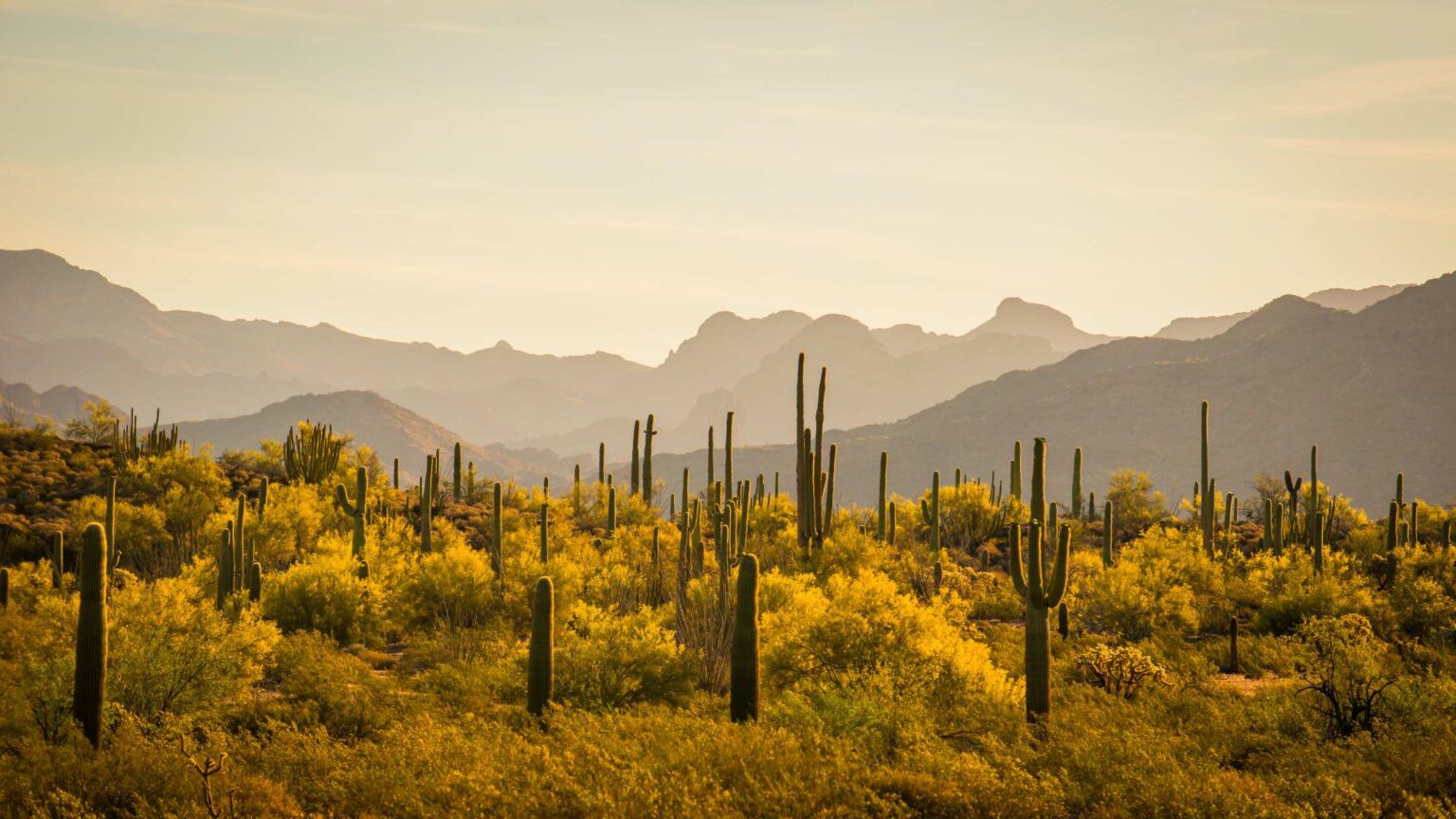 FALL COLORS IN ARIZONA - 25 BEST SPOTS TO GO!