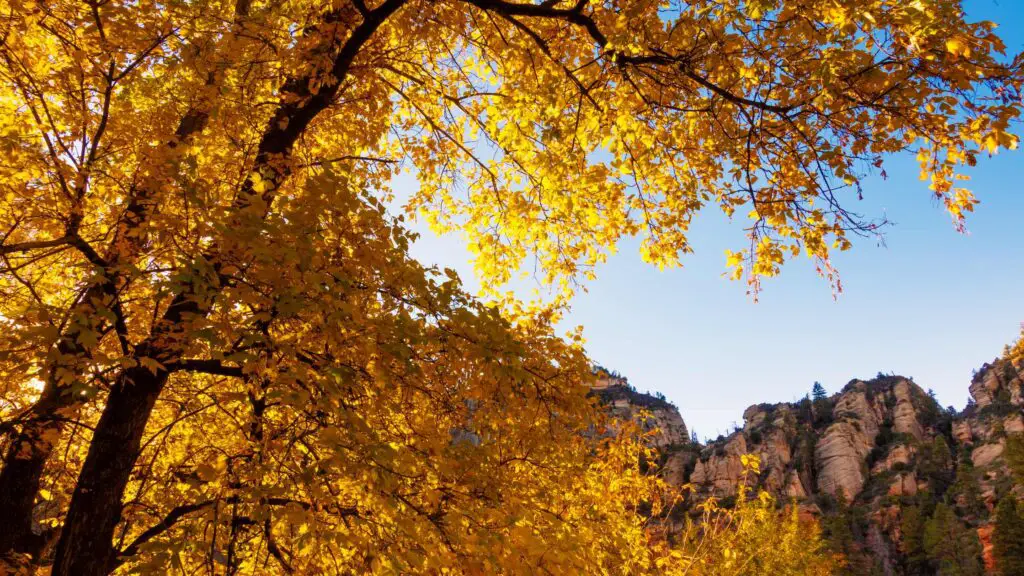 fall colors in Arizona