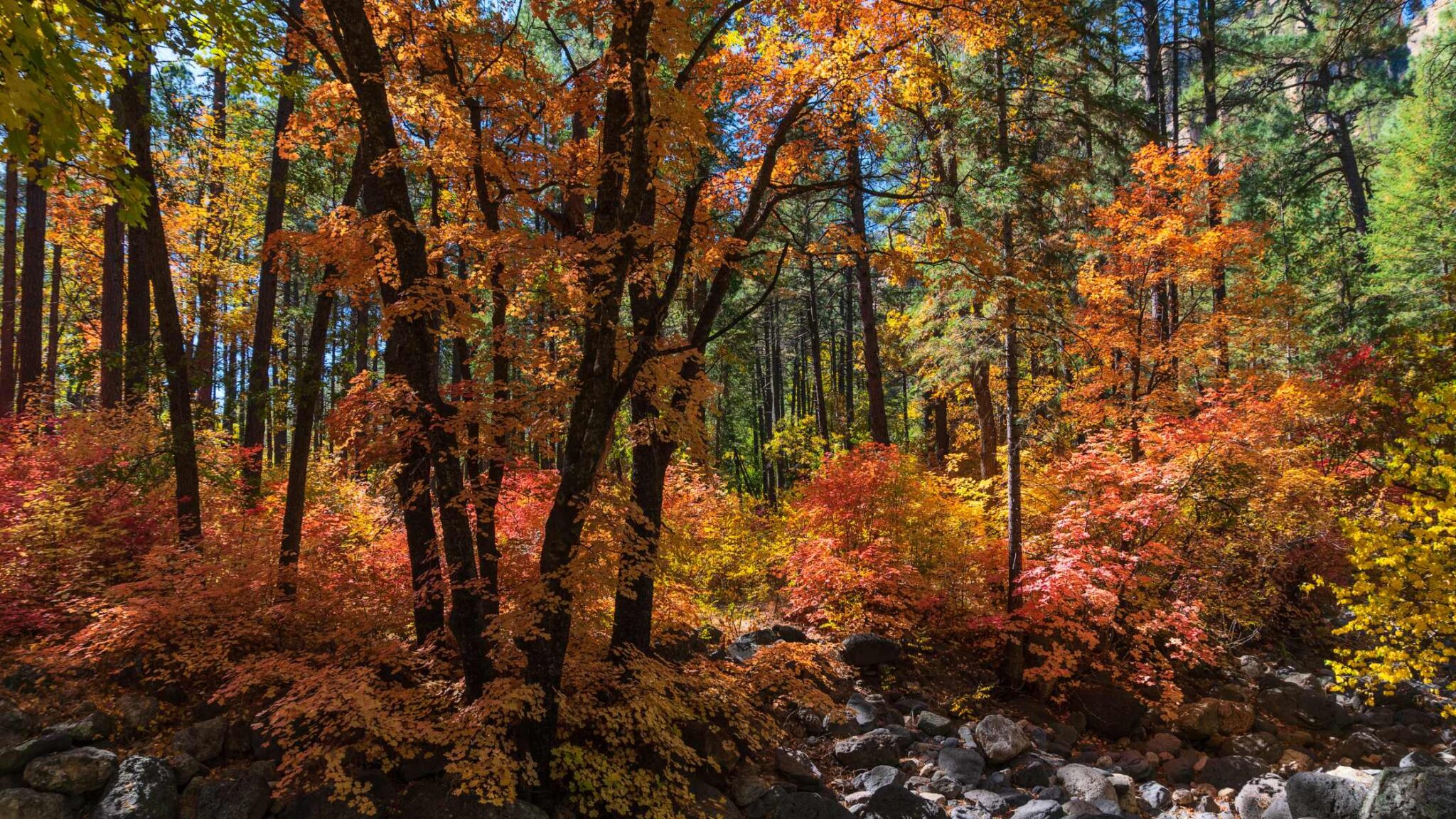 FALL COLORS IN ARIZONA - 25 BEST SPOTS TO GO!