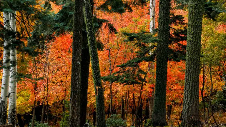 FLAGSTAFF FALL COLORS – 15 TOP PLACES TO ADMIRE