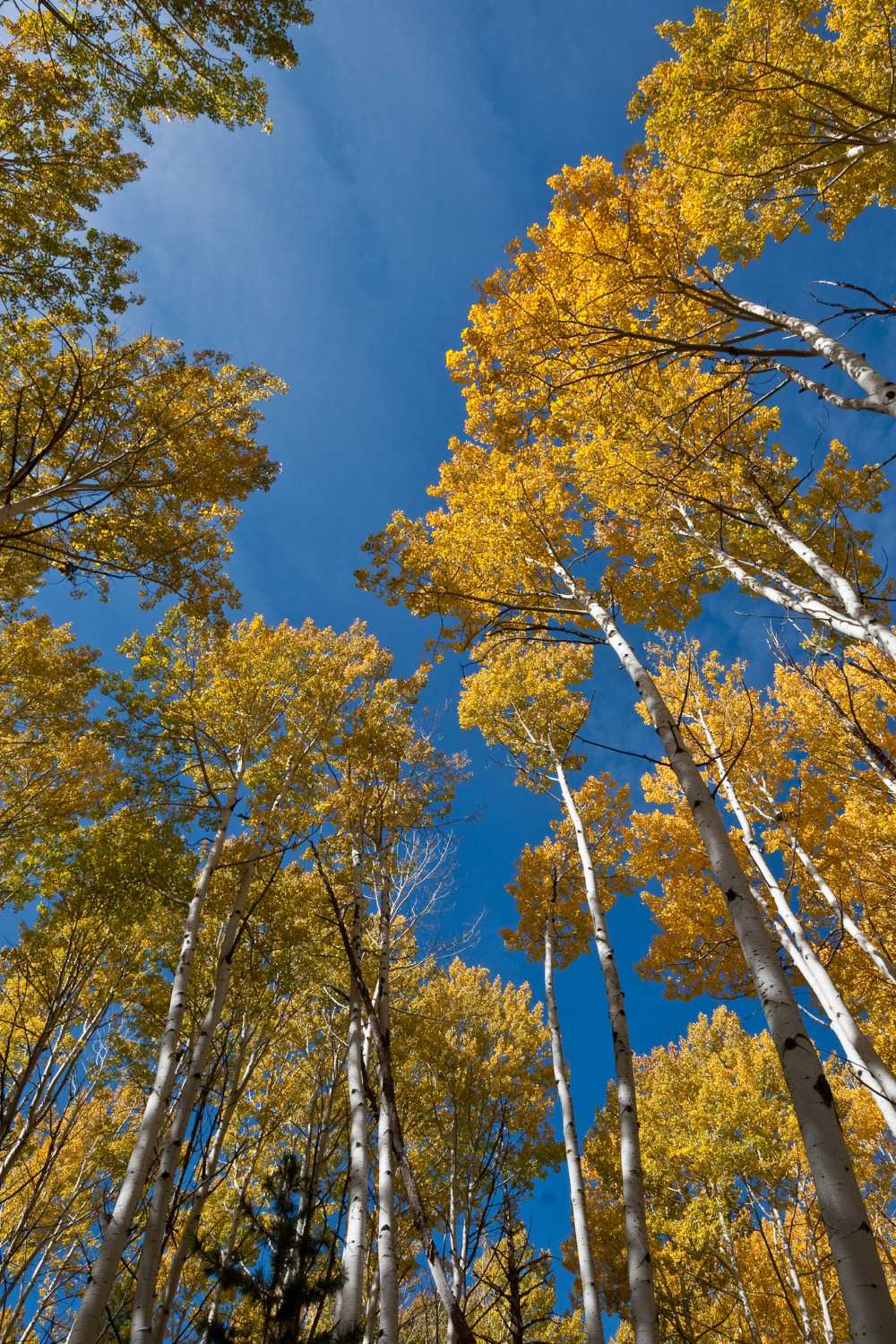 FLAGSTAFF FALL COLORS 15 TOP PLACES TO ADMIRE