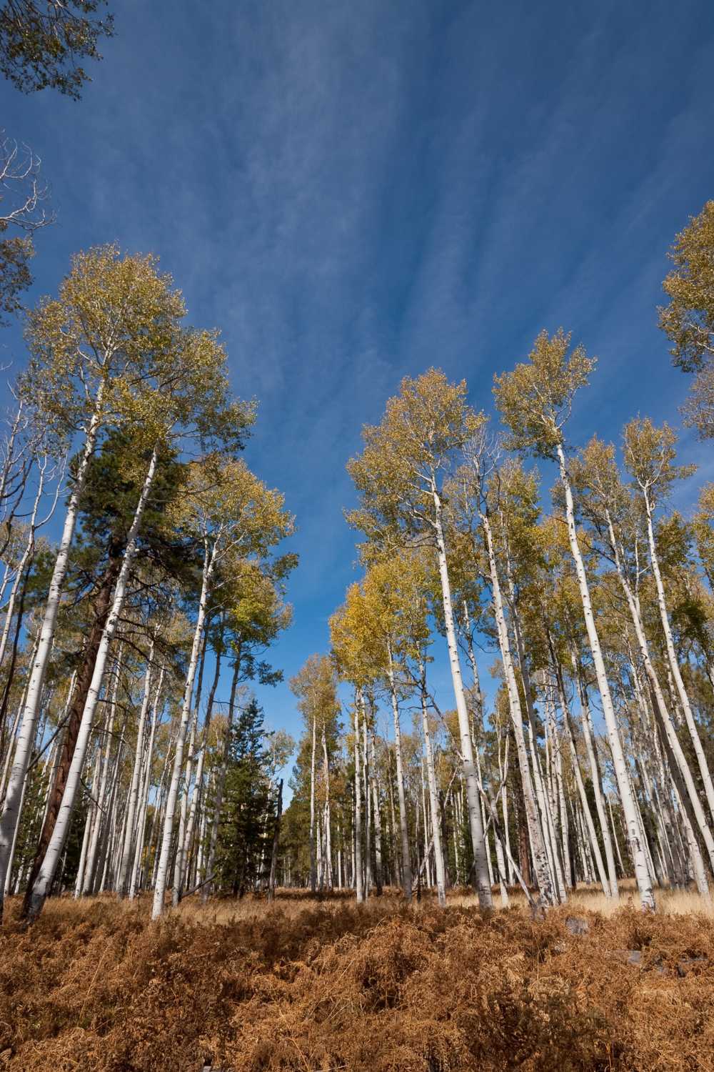 FLAGSTAFF FALL COLORS 15 TOP PLACES TO ADMIRE