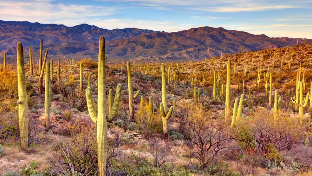 Arizona winter hikes