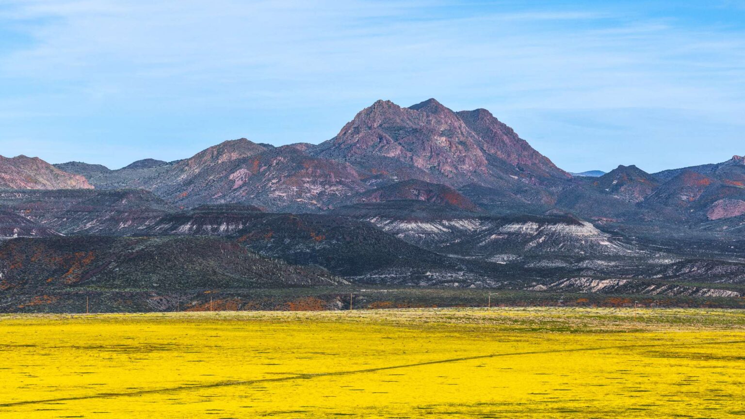 21 PLACES FOR ARIZONA WILDFLOWERS THIS SPRING