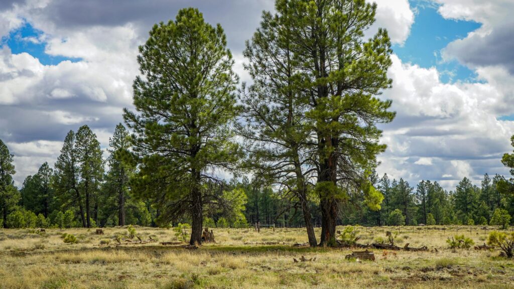 Where to stay in Pine Strawberry, AZ