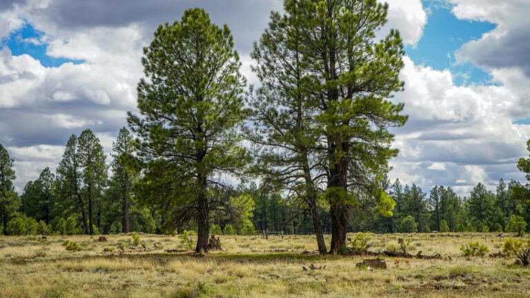 WHERE TO STAY IN PINE STRAWBERRY, AZ: BEST AREAS + HOTELS FOR EVERY BUDGET