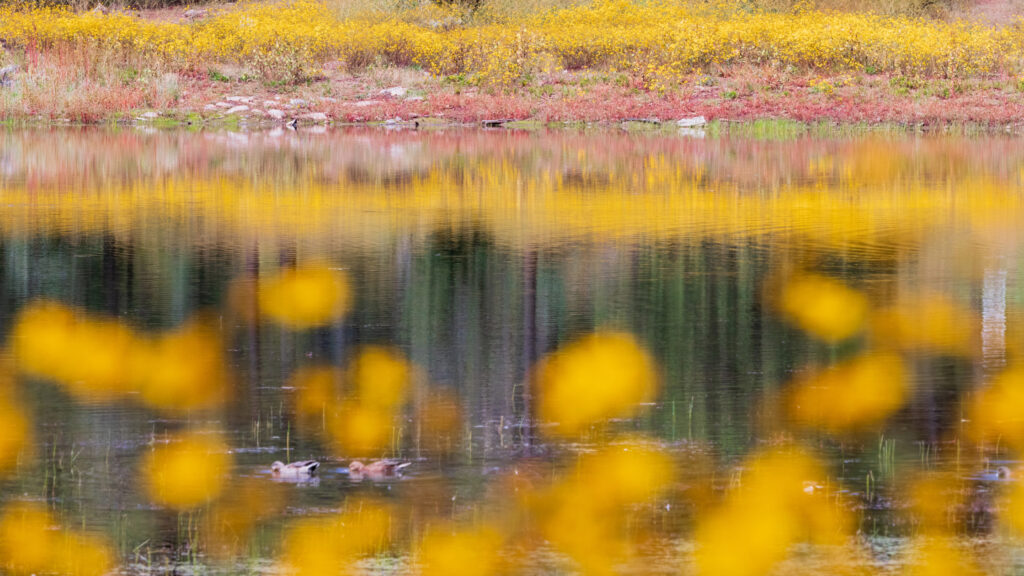 Where to stay in Pinetop-Lakeside, Arizona