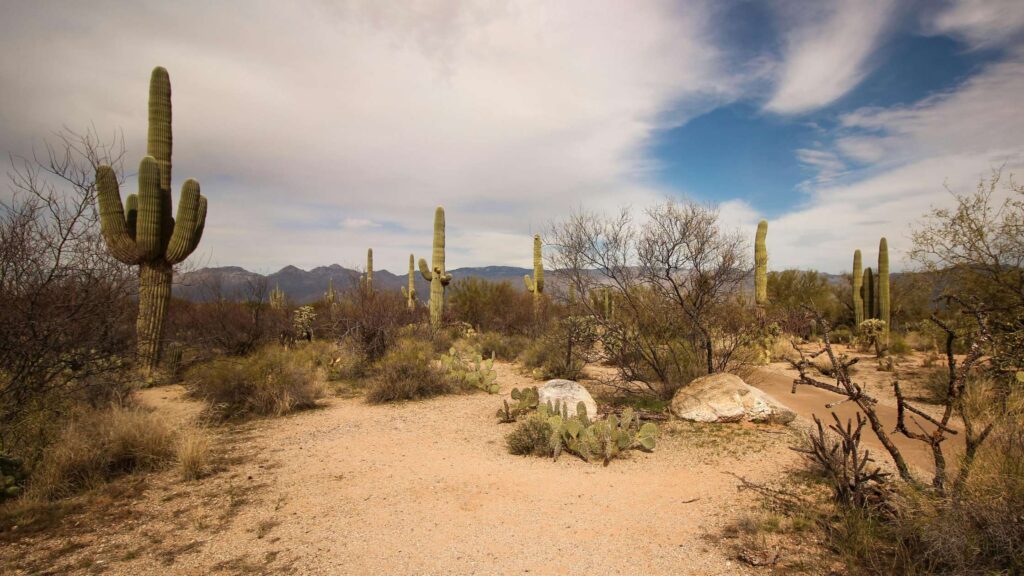 Where to stay in Springerville, AZ