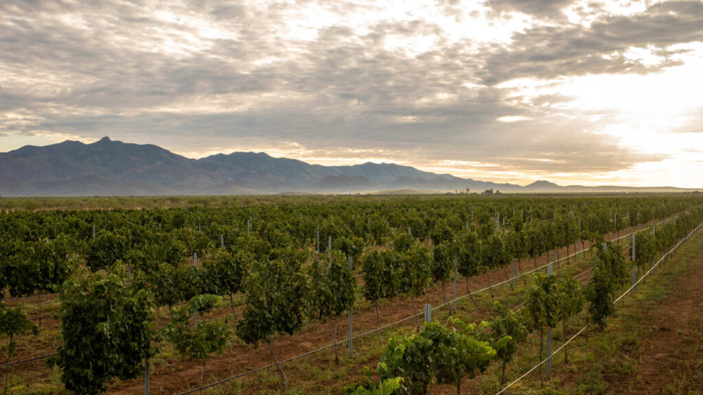Where to stay in Willcox
