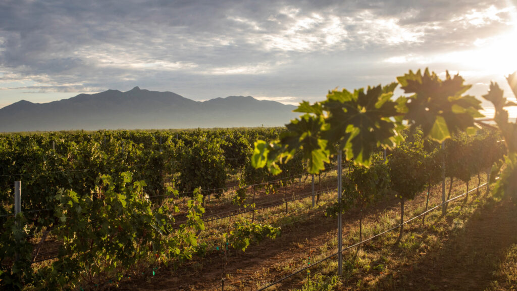 Where to stay in Willcox